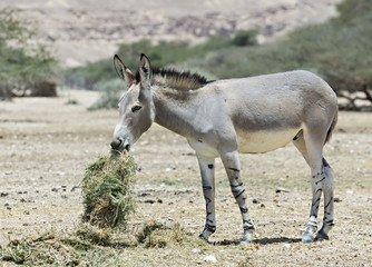 Somali wild ass (Equus africanus) in nature reserve