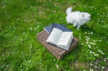 Cat philosopher near wicker basket full of books