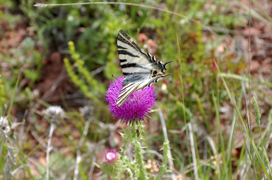 Mariposa