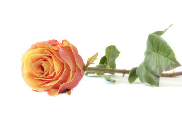 Fototapeta premium Artificial flowers