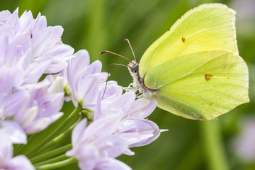 Brimstone butterfly