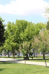 Obraz premium Spring Trees