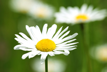 Obraz premium Margerite