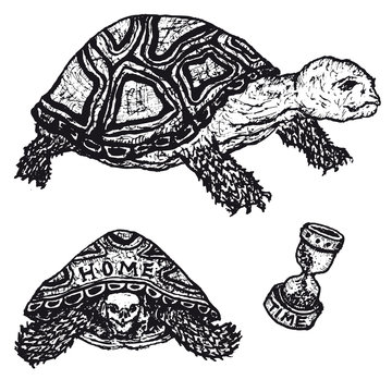 Tortoises Set