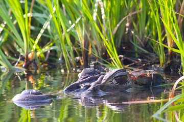 Cayman Alligator Submerged