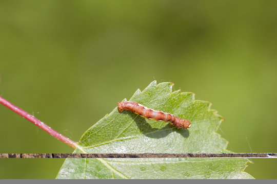 Mottled Umber (Erannis defoliaria)