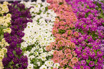 アリッサム　アリュール