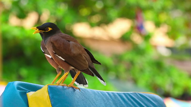 Common Myna