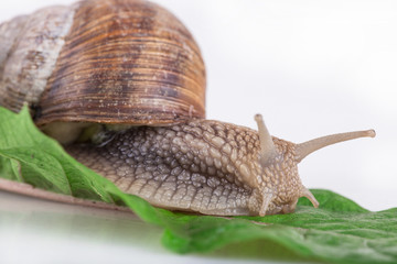 snail on a white background