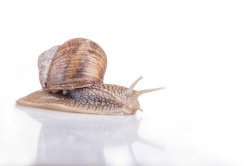 snail on a white background
