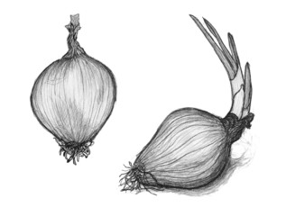 Hand drawn penciling of onion. Sketch of shallot bulb