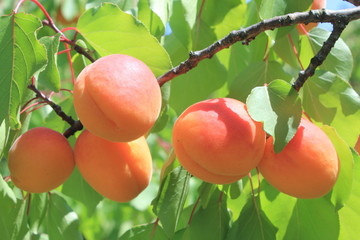 Quelques abricots