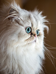 Naklejka na ściany i meble Beautiful Persian cat