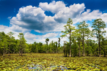 Summer swamp scene with cypress trees and blooming lilly pads