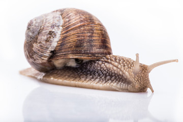 snail on a white background