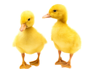 little ducklings