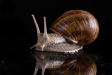 snail on a black background