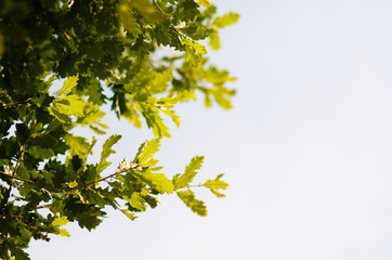 Obraz premium Fresh oak leaves in spring