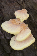 Sulphur polypore