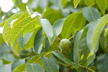 Fototapeta premium Green walnut growing on a tree
