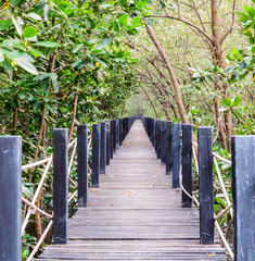 wooden bridge in mangrove forest