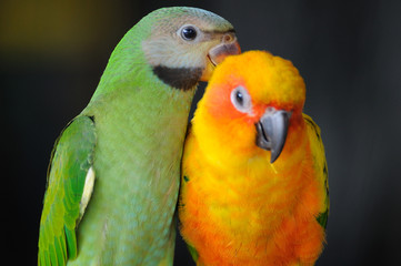 Beautiful cute Red-breasted Parakeet, in action
