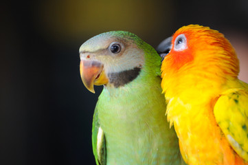 Fototapeta na wymiar Piękne cute Czerwona piersiach papug, w akcji