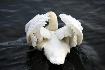Schwan