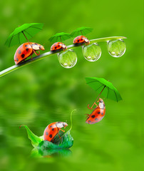 Little ladybugs have a fun.