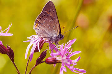 Butterfly sitting on a flower