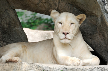 Portrait single white tiger in open zoo