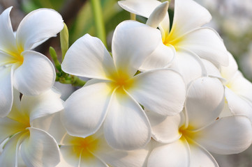 Beautiful white plumeria-flowers on day light.