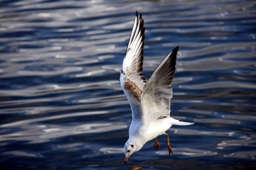 Möwe