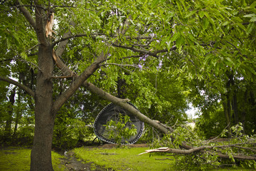 Storm Damage Tree