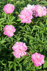 Pfingstrose Bauernrose