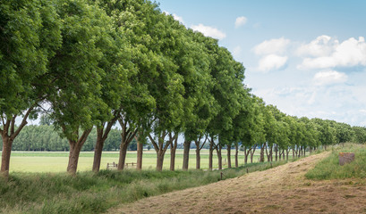 Row of trees in a rural landscape