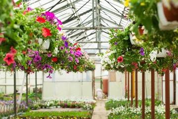 Fototapeta na wymiar Flowers in the greenhouse