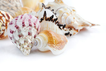 Sea shells on white background