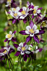 Aquilegia flowers