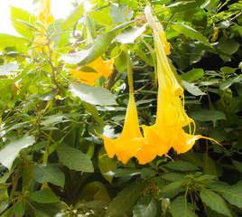 yellow flower on datura tree