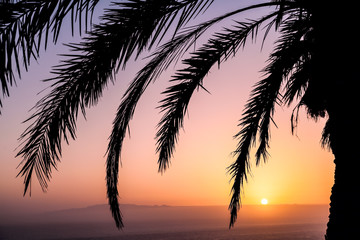 Palm and beautiful sunset