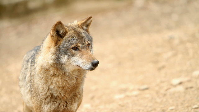 Wolf looking at something