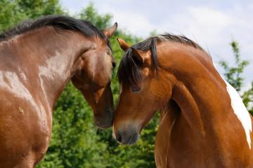 Warmblut und Schecke begrüßen sich