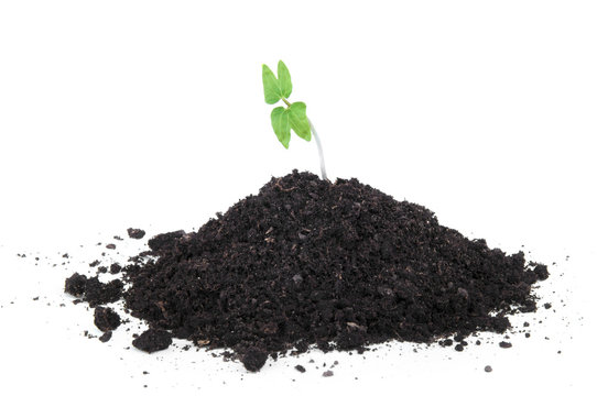 soil with a plant