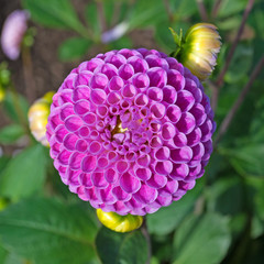 Dahlie