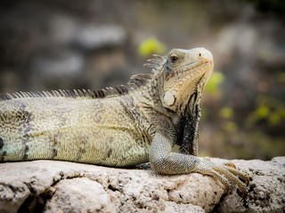 Iguana