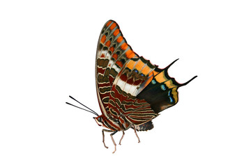 Fototapeta na wymiar Erdbeerbaumfalter – Schmetterling Flügel und Fühler eines Falters. Sitzend. Stehend. 