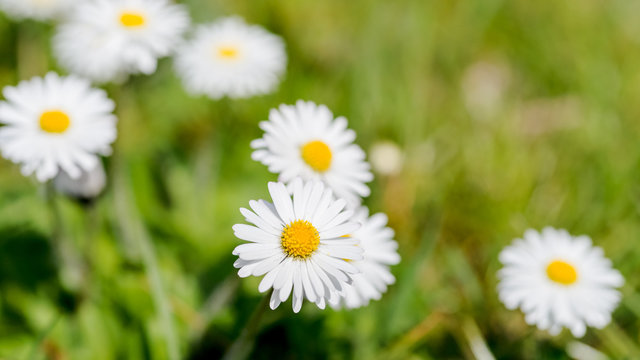 Summer field with white daisies