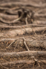 tree roots