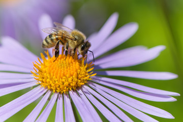Honeybee on Aster flower